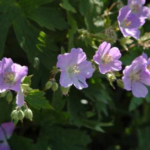 Flowers at the Arboretum