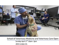 Veterinary Medicine and Veterinary Care thumbnail