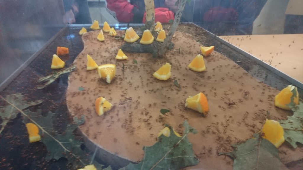Orange slices are placed within a container filled with ants