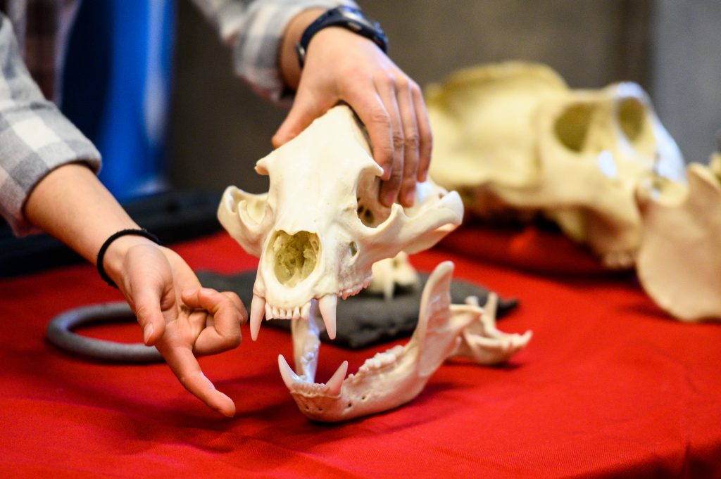 A volunteer displays a bear skull during a Science Expeditions activity in the Discovery Building at the University of Wisconsin-Madison on April 6, 2019. This was the second day of Science Expeditions, a three-day-long education-outreach event involving multiple disciplines and held at a number of host locations throughout campus. (Photo by Jeff Miller / UW-Madison)