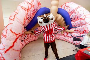 Bucky Badger standing front of a blow-up representation of the human lung system